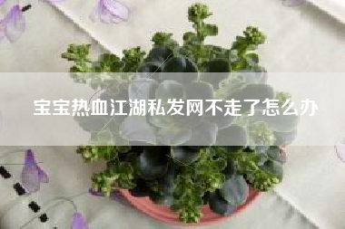 宝宝热血江湖私发网不走了怎么办